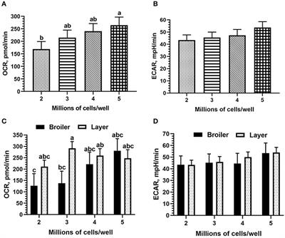 Mitochondrial and Glycolytic Capacity of Peripheral Blood Mononuclear Cells Isolated From Diverse Poultry Genetic Lines: Optimization and Assessment